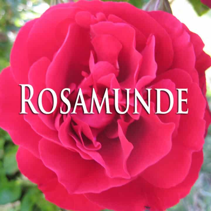 Rosamunde Lied Cover